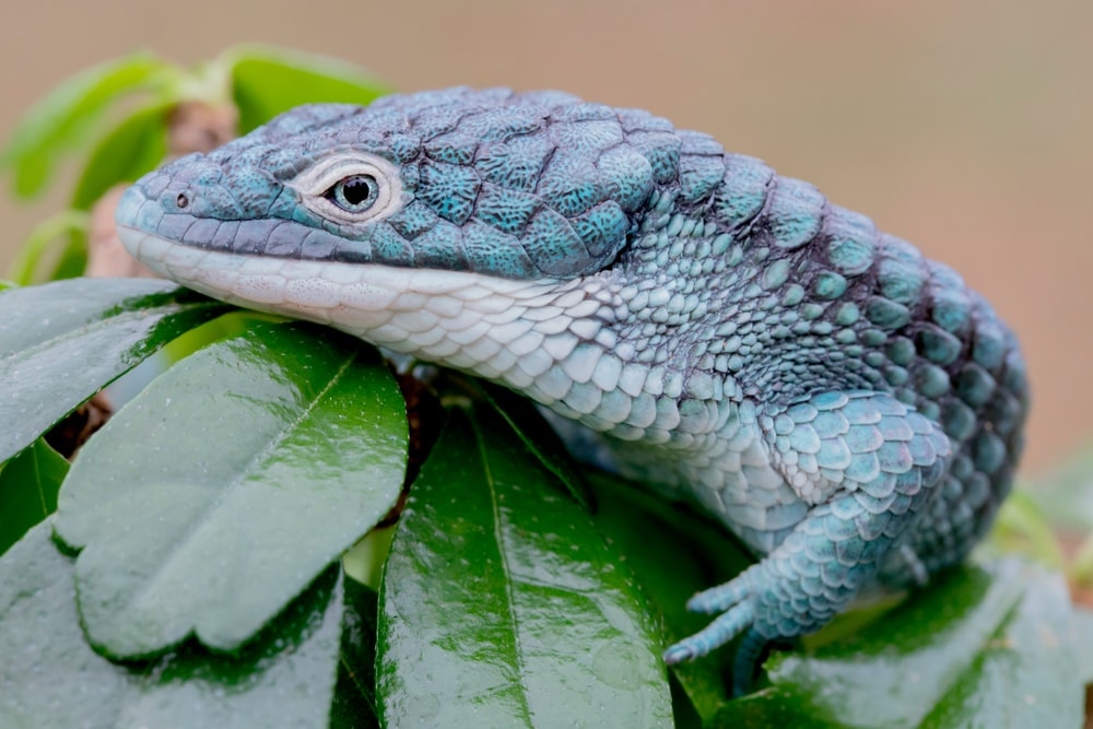 Abronia Arboreal Alligator Lizard2