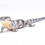 Abronia Arboreal Alligator Lizard3