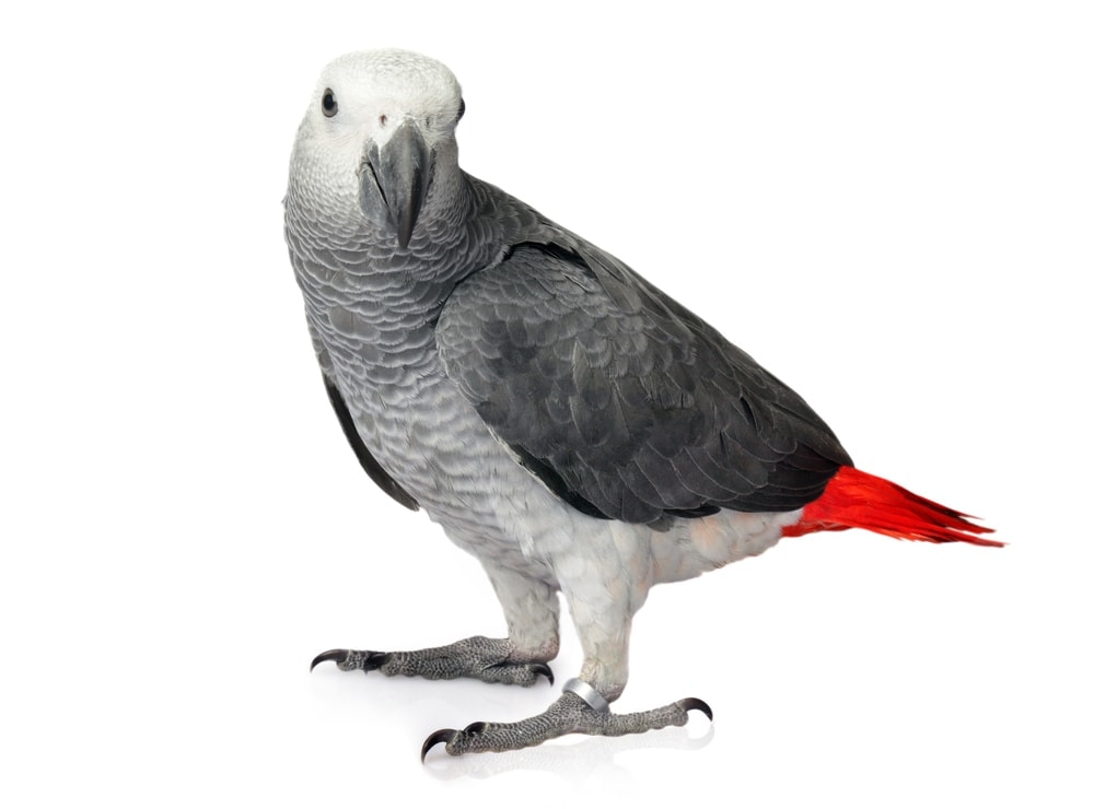 African Grey Parrot