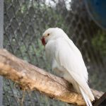 Albino Parakeet on a stick 1