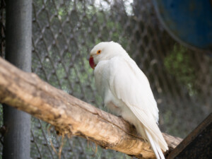 Albino Parakeet on a stick 1