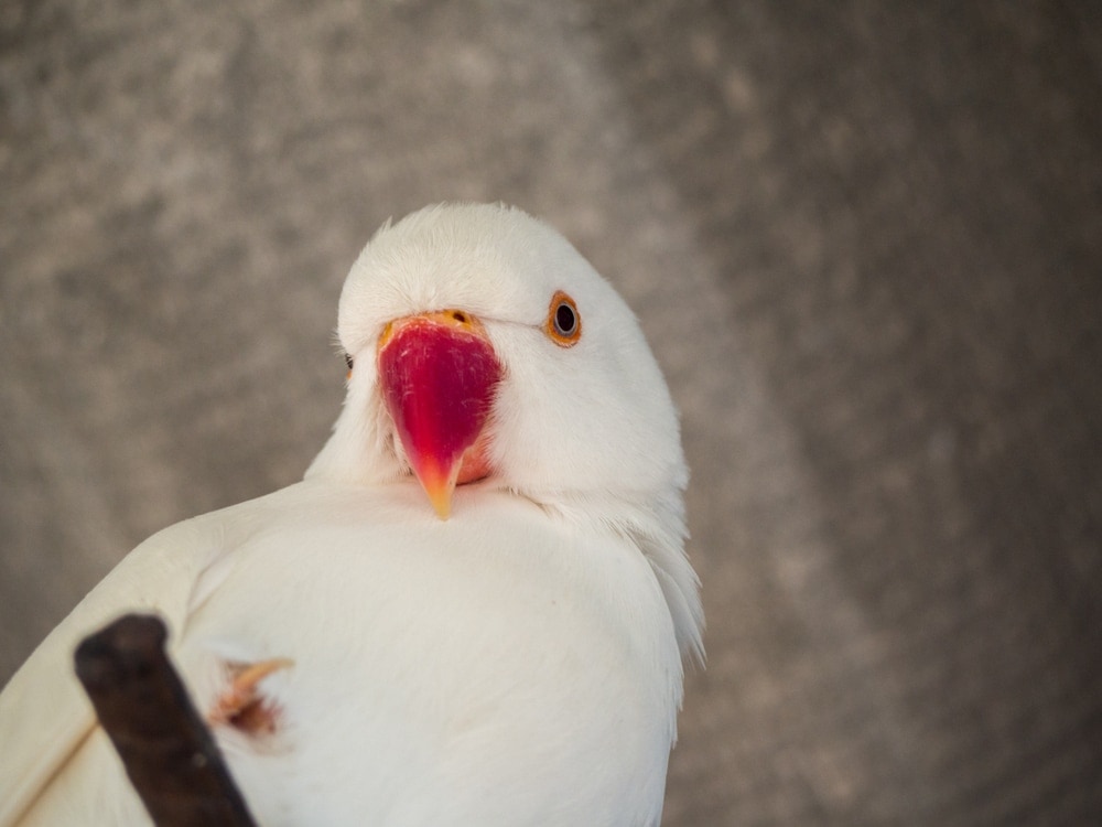 Albino Parakeet portrait