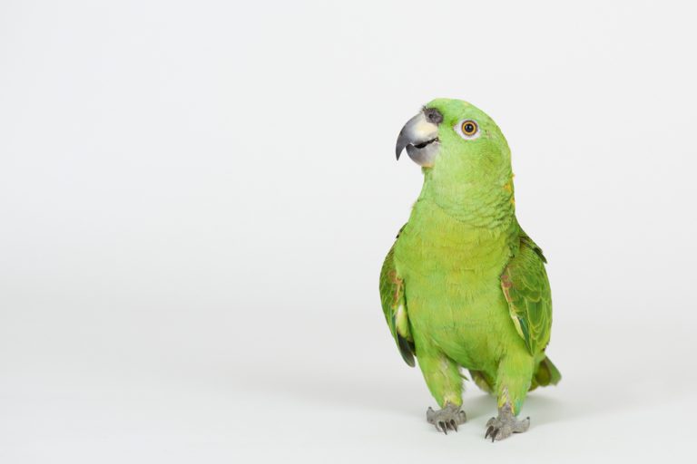 11 Best Pet Birds for Beginners » Petsoid