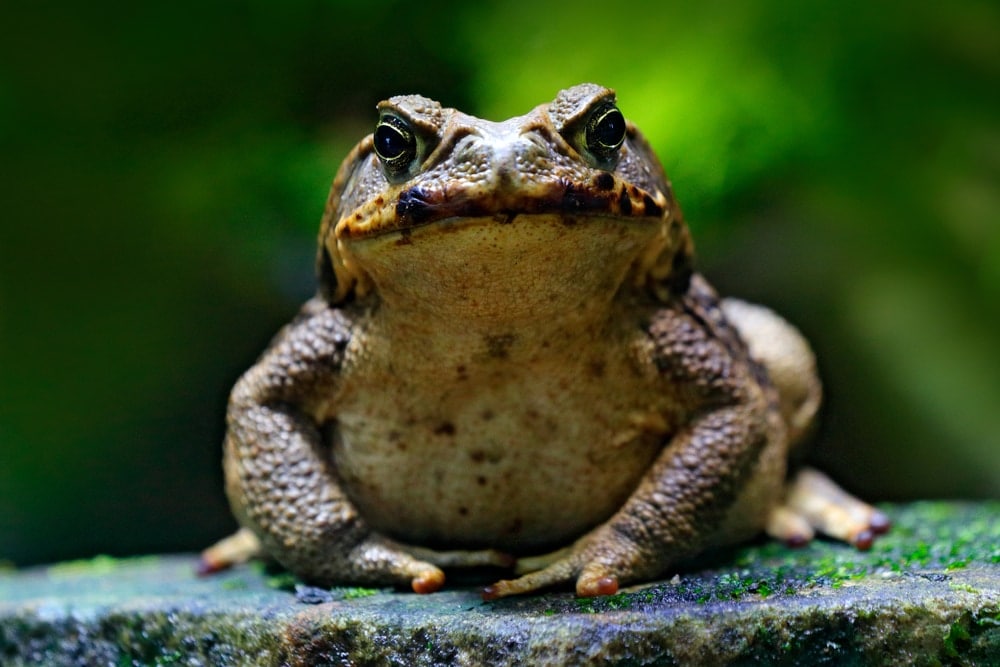 Amphibian frog