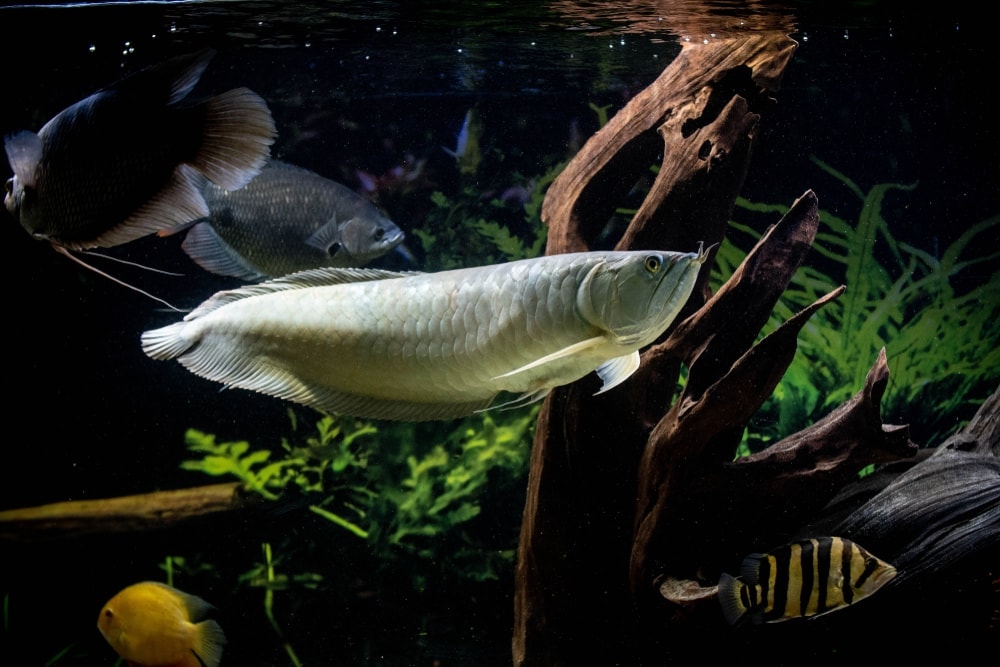 Arowana 1