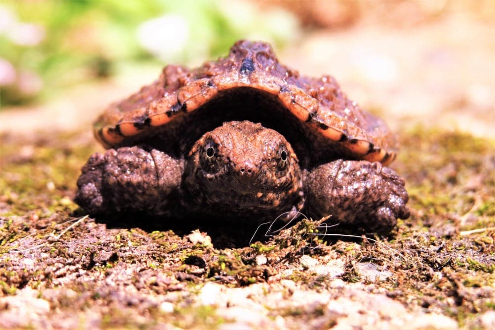 Baby Snapping Turtle sits on a rock near water