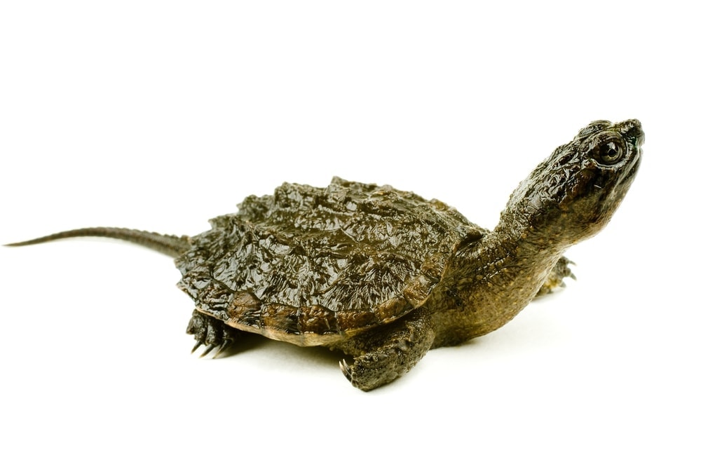 Baby Snapping Turtle white background