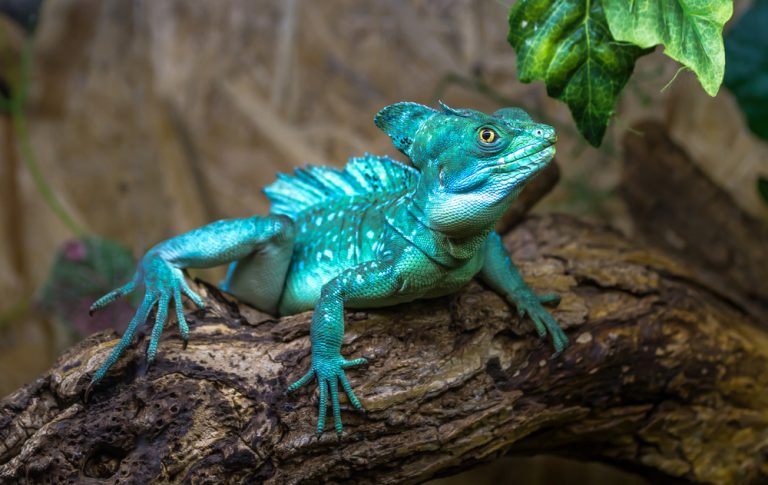 Basilisk Lizard Care Guide - Diet, Lifespan & More » Petsoid