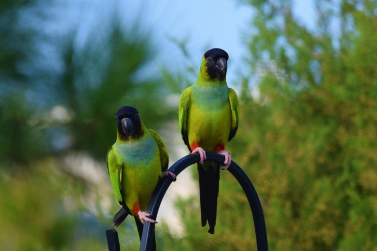 8 Small And Medium Pet Birds That Can Talk Petsoid