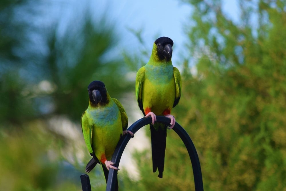 Black Hooded Parakeet