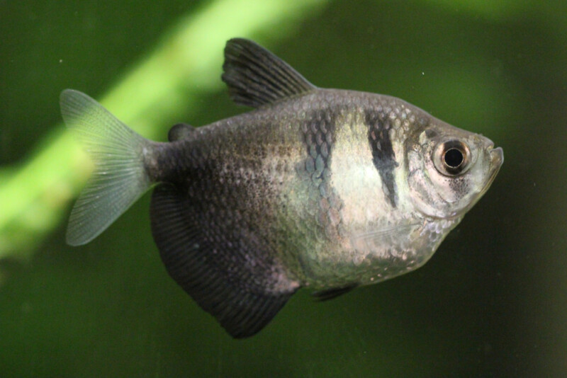 Black Skirt Tetra Care Guide Diet, Breeding & More
