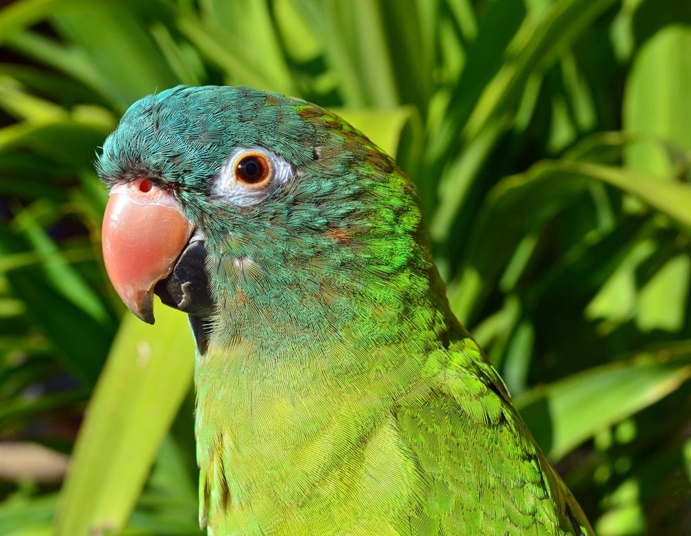 Conure coronato blu 2