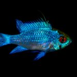 Blue ram cichlid black background