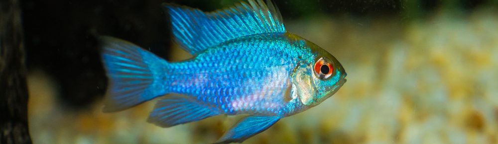 Blue ram cichlid in aquqrium e1580504464406