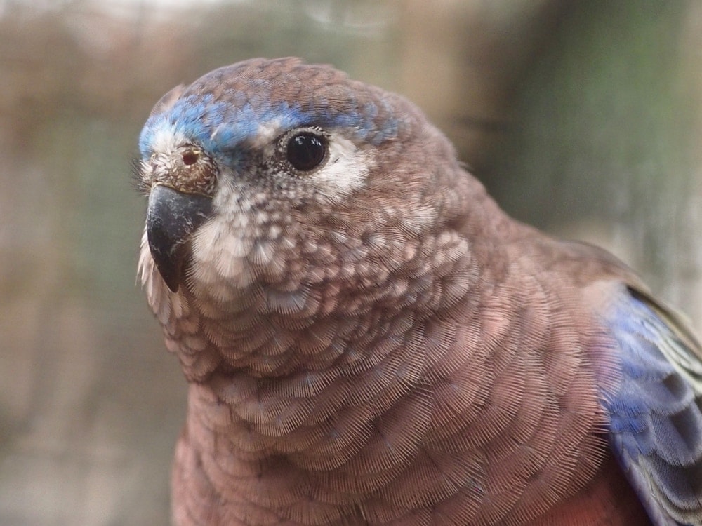 cute burkes parakeet in a wild