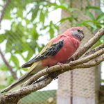 Bourke Parakeet on a stick
