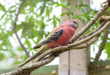 Bourke Parakeet Care Guide - Diet, Lifespan & More