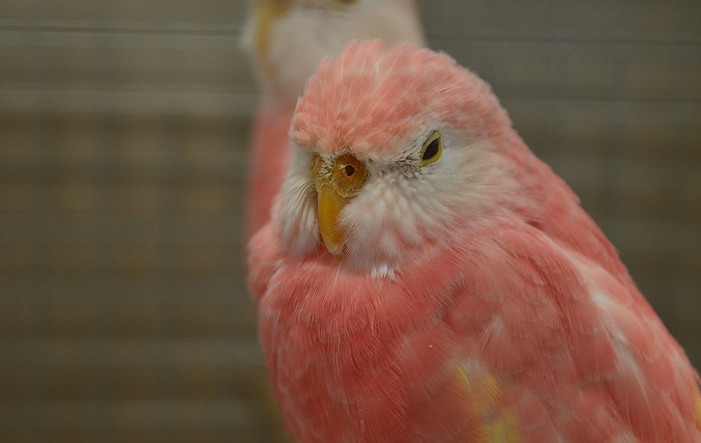 Bourke Parakeet sleeping in the zoo