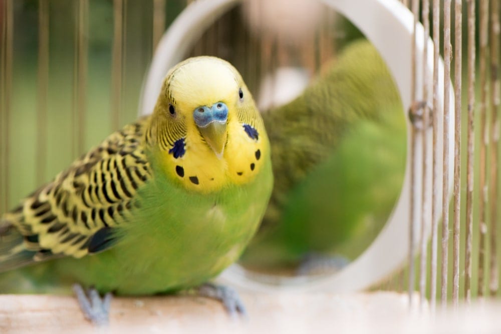 Budgerigar 2