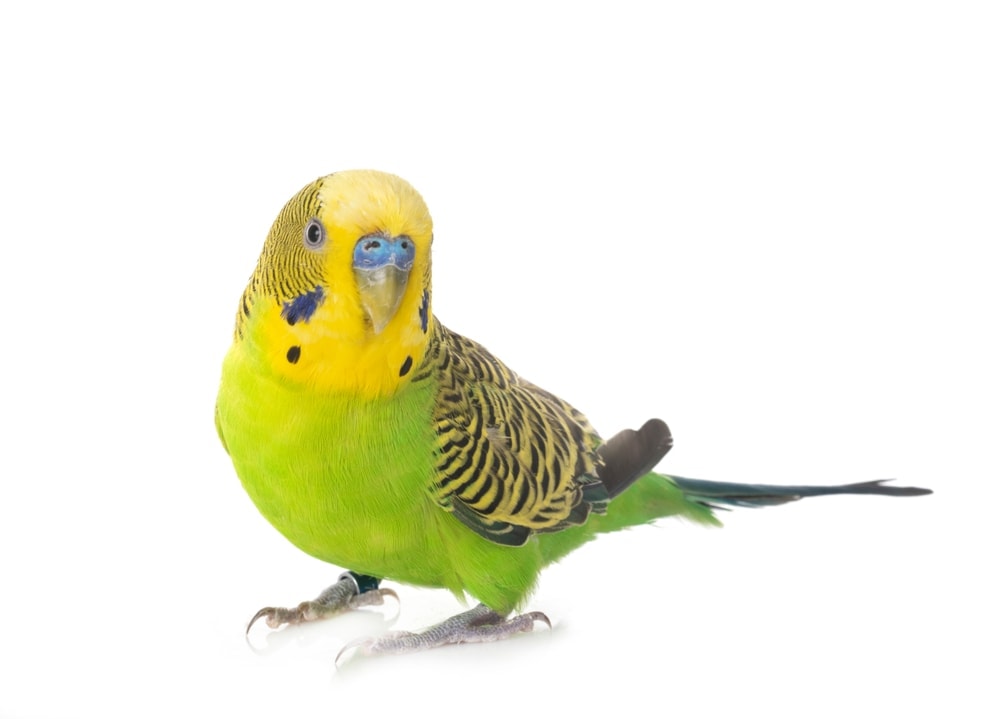 Budgerigar