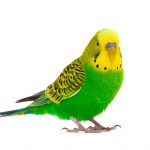 Budgie 1