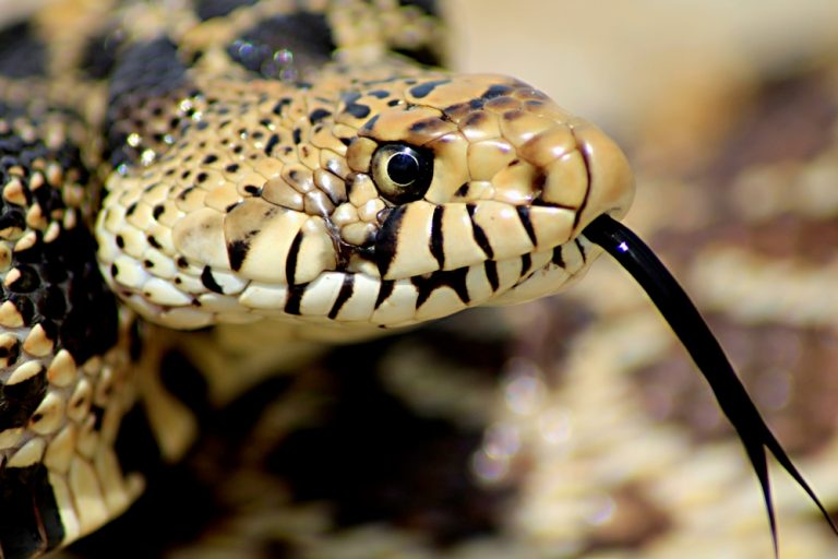 Bullsnake Care Guide Size, Diet & More » Petsoid