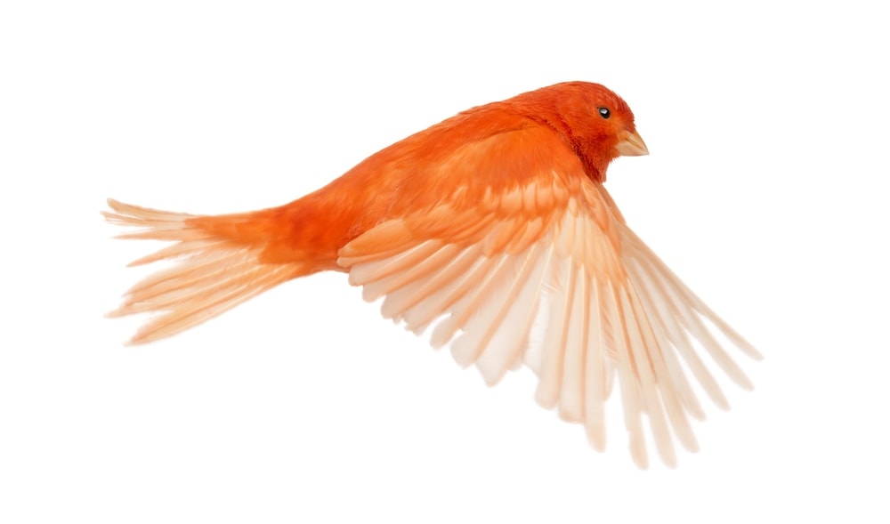 red canary flying