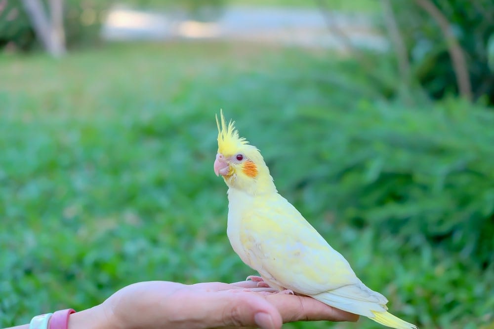 small cockatoo bird