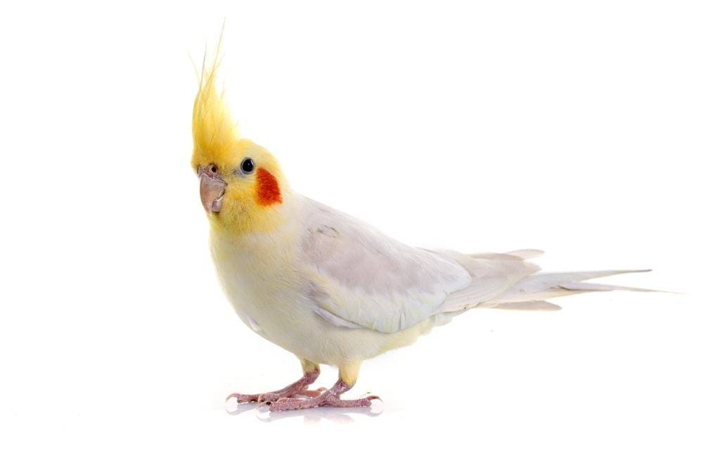 Cockatiel 3 1