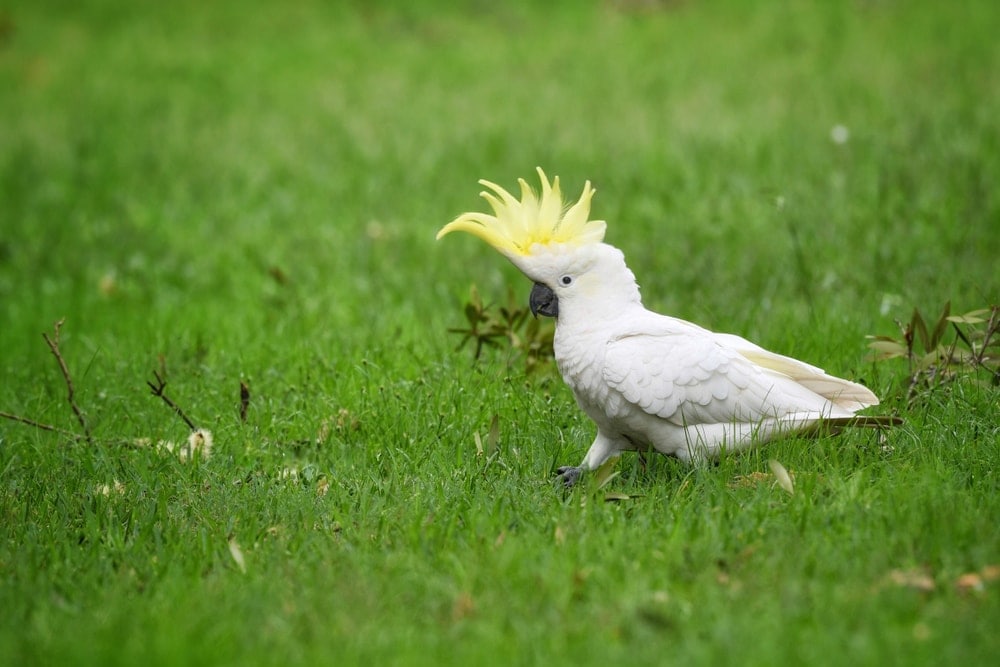 all pet cockatoo breeds