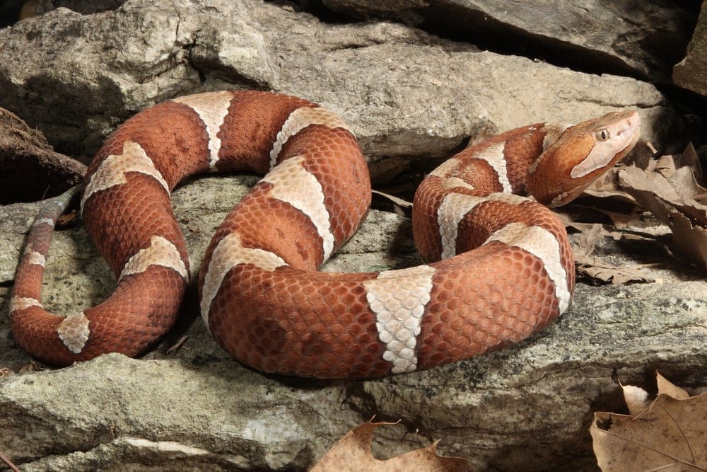 Top 10 Venomous North American Snakes » Petsoid