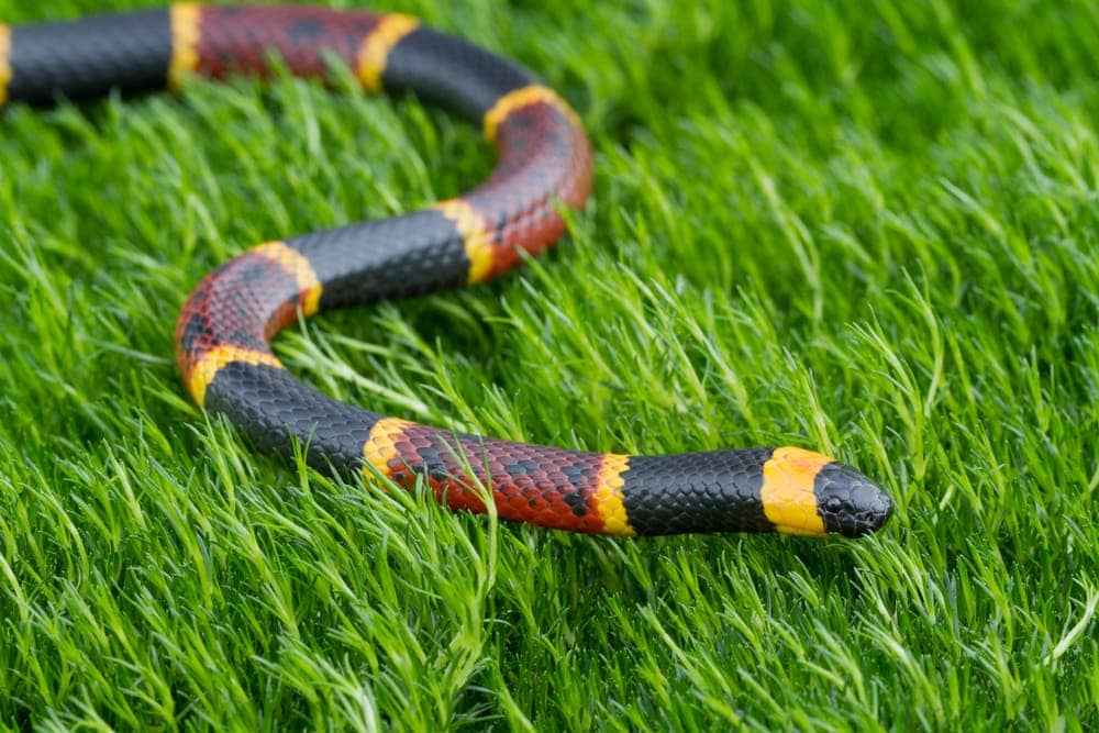 top-10-venomous-north-american-snakes-petsoid