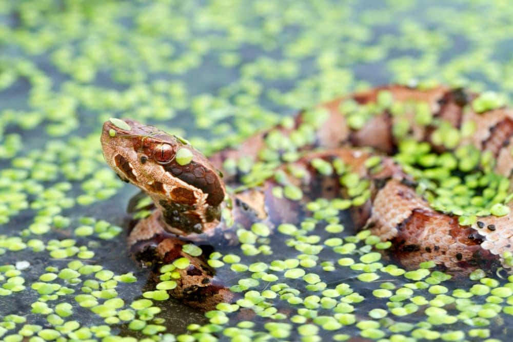 Cottonmouth Snake