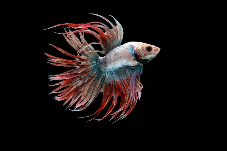 Different Types of Betta Fish » Petsoid