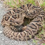 Eastern Diamondback Rattlesnake