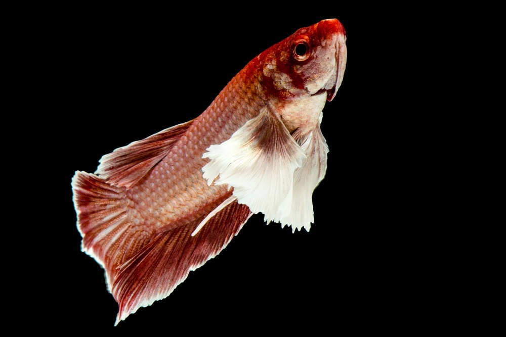 Different Types of Betta Fish » Petsoid