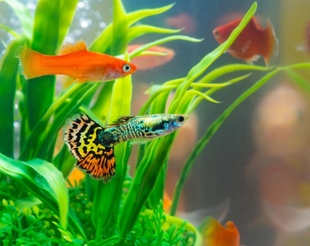 20 Different Colorful Freshwater Fish » Petsoid