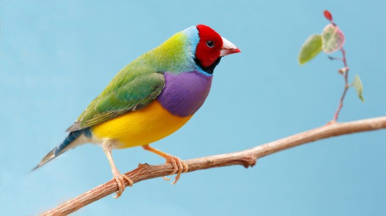 11 Best Pet Birds For Beginners Petsoid