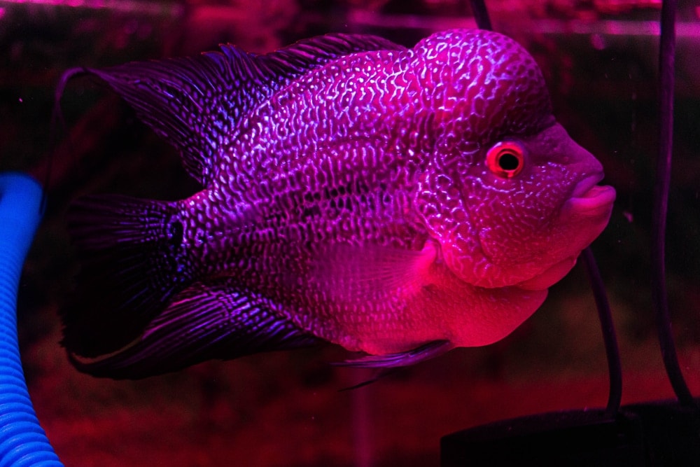 Flowerhorn