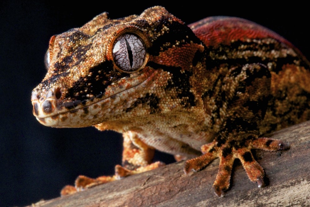 Gargoyle Gecko black