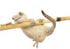 Gargoyle Gecko Care Guide - Diet, Lifespan & More