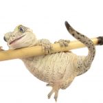 Gargoyle Gecko white bg