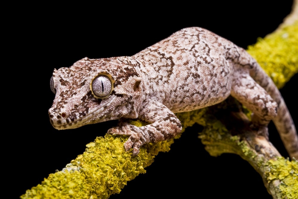 Gargoyle Gecko