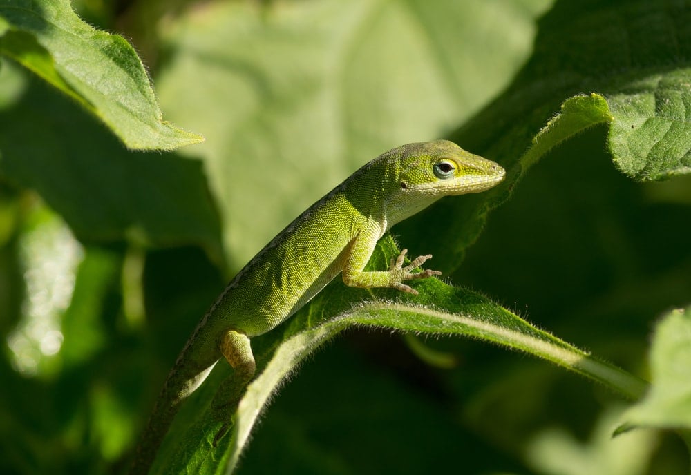 Green Anole on leaf