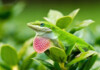 Green Anole Care Guide - Diet, Lifespan & More