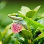 Anoles Breeding Guide Information Petsoid Anoles Breeding Guide Information Petsoid
