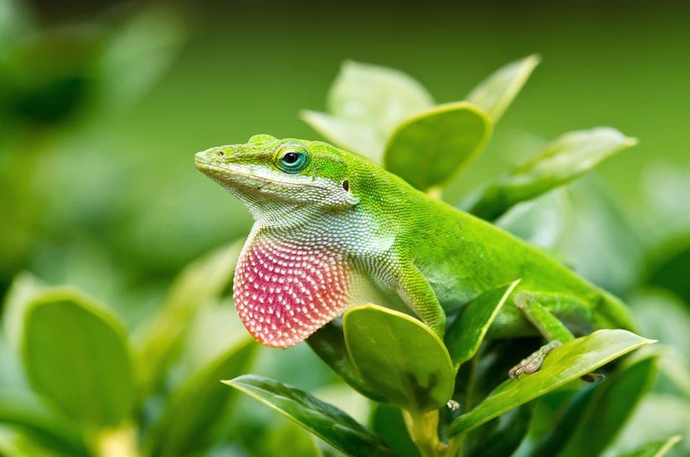 Green Anole Care Guide Diet, Lifespan & More » Petsoid