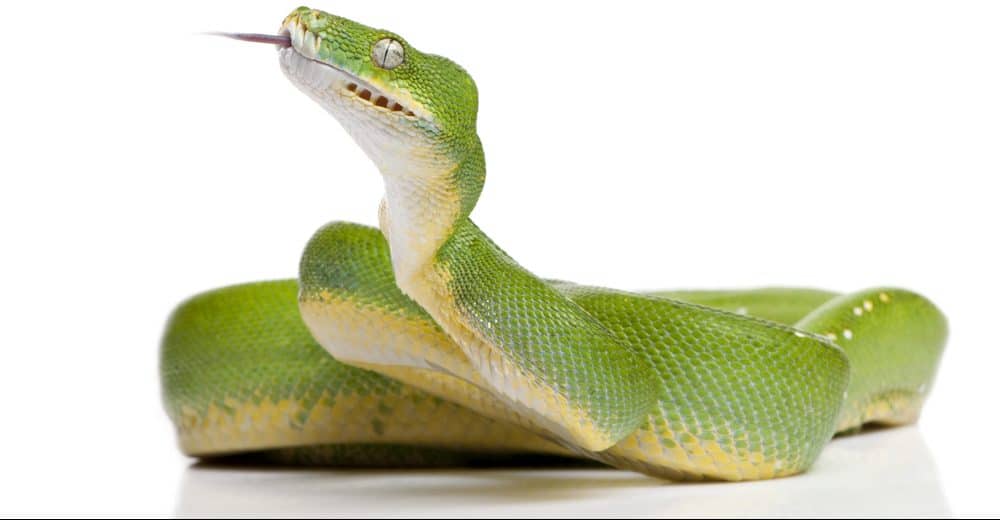 Green Tree Python Care Guide Info Petsoid