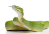 Green Tree Python Care guide & Info