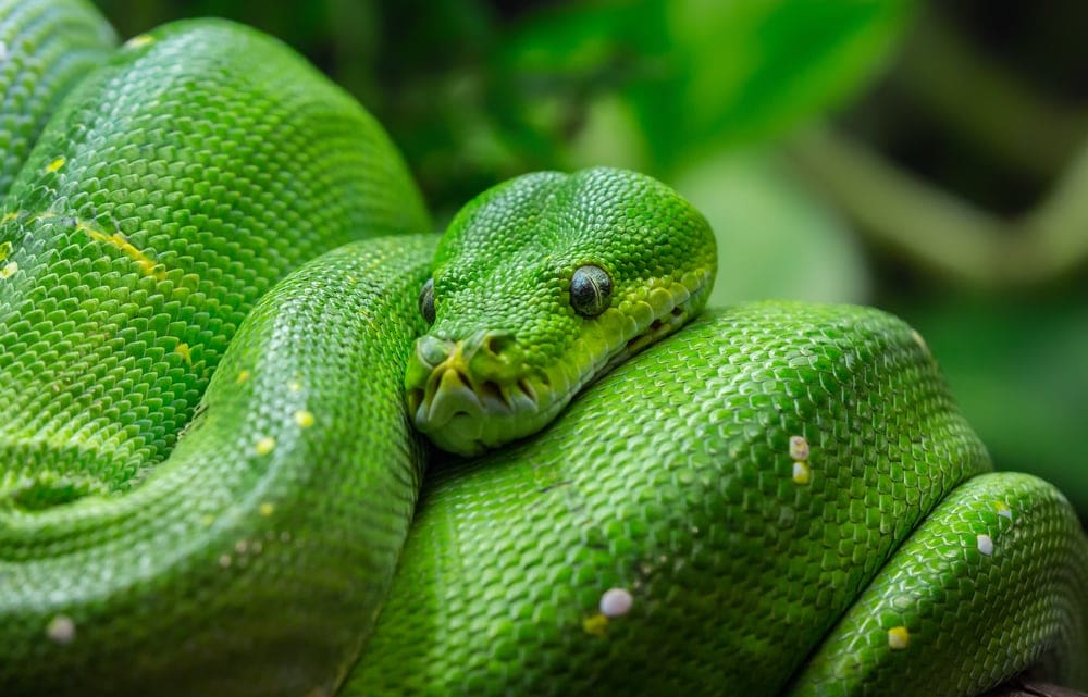 green tree python